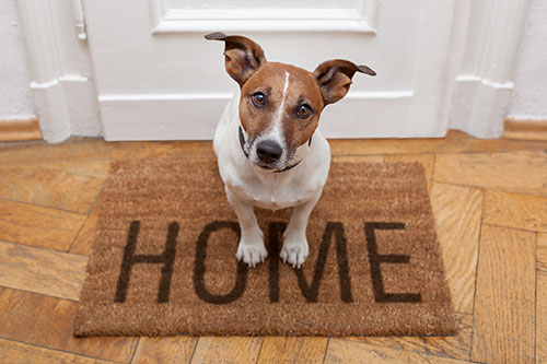 Dog Doors Professionally Installed Boise